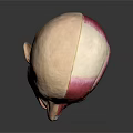 High Quality Medical Device Human Head Anatomical Model for Medical Education with Detailed Muscle Structure