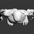 Human Anatomical Model Displaying Detailed Muscle And Skeleton Organ Structure