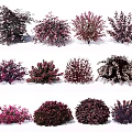 Colorful Garden Bushes Collection with Purple Pink and Dark Red Foliage