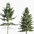 Tall Arbor Pine Trees With Lush Green Foliage And Natural Trunk Shape