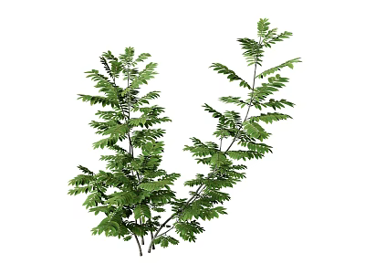 Green Plants with Slender Stems Lush Glossy Leaves in Natural Growth on White Background 3d model