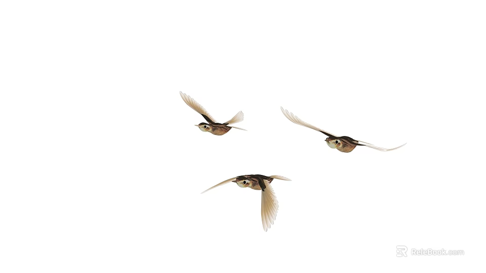 Graceful Three Birds Flying in Mid Air Against Clear White Background 3d model 