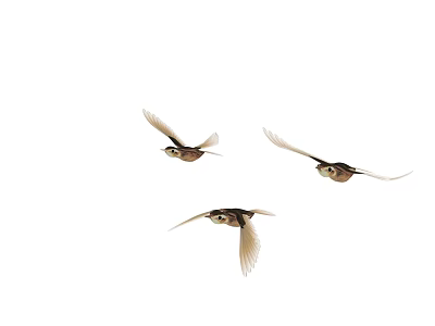 Graceful Three Birds Flying in Mid Air Against Clear White Background 3d model