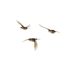 Graceful Three Birds Flying in Mid Air Against Clear White Background