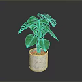 Monstera Plant With Lush Green Split Leaves In White Marble Pot