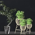 Bonsai Potted Plants With Green Leafy Foliage In Wicker Baskets And Ceramic Pots On Stands