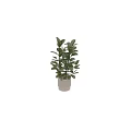 Bonsai Potted Plants With Lush Green Leaves In White Ceramic Pot For Indoor Decoration