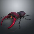 Dark Red And Black Stag Beetle With Large Shiny Red Mandibles