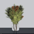 Potted Plant in Transparent Glass Vase with Green Foliage and Orange Flowers on Gray Tabletop against White Background