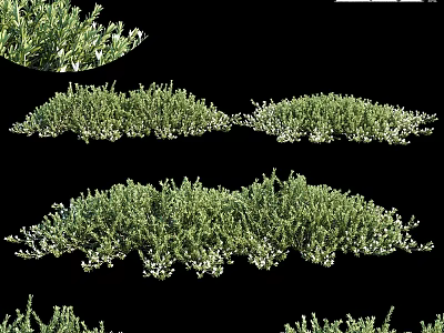 Lush Green Decorative Plant Arrangement With Various Sizes And White Blooms 3d model