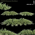 Lush Green Decorative Plant Arrangement With Various Sizes And White Blooms