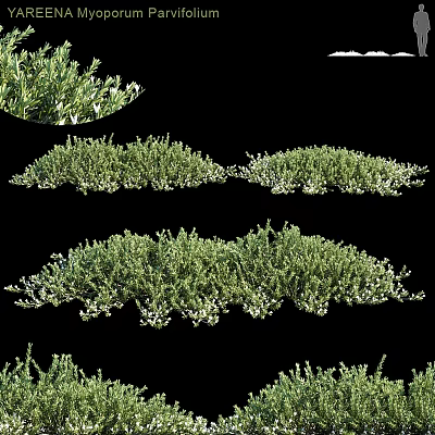 Lush Green Decorative Plant Arrangement With Various Sizes And White Blooms 3d model