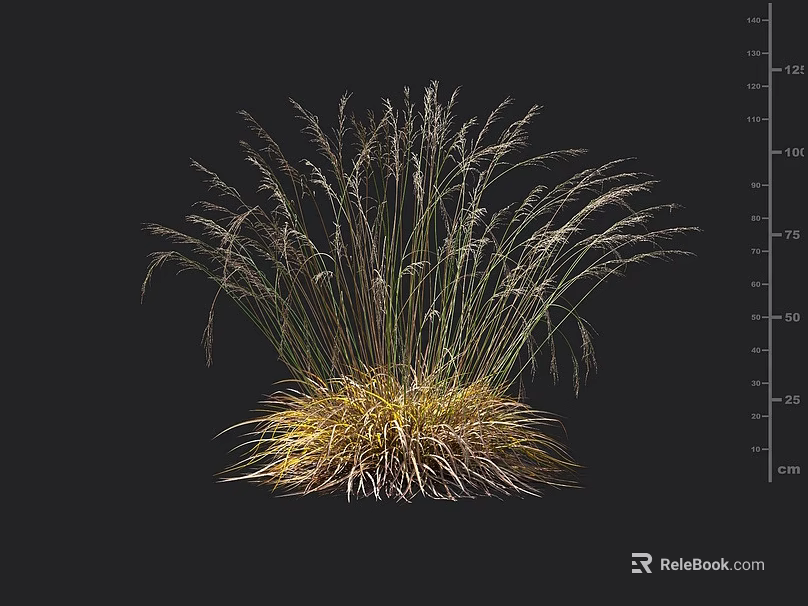 Clump Forming Ornamental Grass With Green And Golden Yellow Foliage For Garden Landscaping And Decoration 3d model 