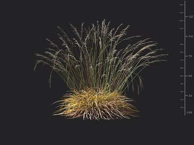 Clump Forming Ornamental Grass With Green And Golden Yellow Foliage For Garden Landscaping And Decoration 3d model
