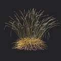 Clump Forming Ornamental Grass With Green And Golden Yellow Foliage For Garden Landscaping And Decoration