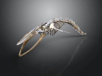 Detailed Whale Skeleton Showing Organ Structure Isolated on Dark Background 3d model