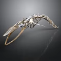 Detailed Whale Skeleton Showing Organ Structure Isolated on Dark Background