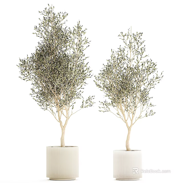 Potted Olive Trees With Lush Foliage In White Ceramic Pots For Indoor Decoration 3d model 