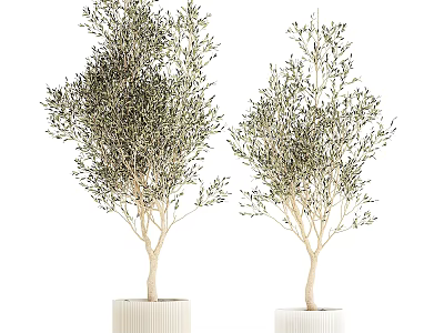 Potted Olive Trees With Lush Foliage In White Ceramic Pots For Indoor Decoration 3d model