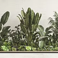 Various Types Of Indoor Green Plants With Different Leaf Shapes And Decorative