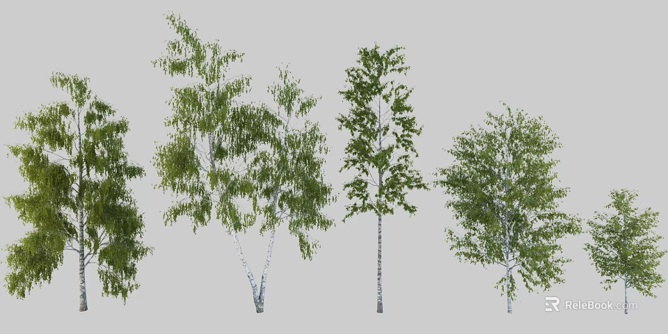 Various Arbor Trees With Green Leaves And White Trunks In Natural Growth Forms 3d model 