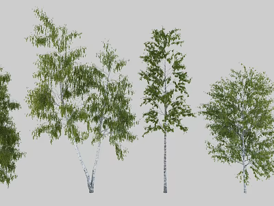 Various Arbor Trees With Green Leaves And White Trunks In Natural Growth Forms 3d model