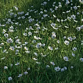 Delightful Garden Ornament With Lush Green Grass Tiny White Flowers And Sunlight Shadows