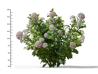 Lush Green Leaf Plant With Pink Flower Clusters And Height Scale 3d model
