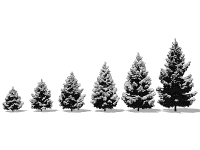 Snow Covered Pine Trees In Various Sizes Arranged In A Line 3d model