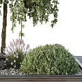 Bonsai Plants Featuring Weeping Willow Pine Tree Stones Small Green Shrubs On Wooden Tray