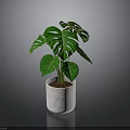 Monstera Plant With Lush Green Split Leaves In White Marble Pot