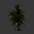 Multiple Green Palm Trees In Different Heights With Human Figure For Scale 3d model