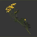 Yellow Flowers With Green Leaves Stems And Small Single Bloom On Dark Background