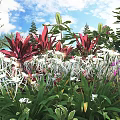Vibrant Garden With Red Leaves White Flowers And Purple Blooms Under Blue Sky