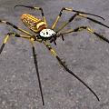 Modern golden silk round spider spider insect animal creature 3d model