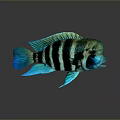 Tropical Aquatic Fish With Green Blue Striped Body And Vibrant Fins