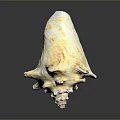Yellowish White Conch Shell With Unique Spiral Shape And Textured Surface On Smooth Reflective Surface