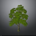 Lush Green Tree With Dense Foliage Brown Trunk And Gray Background