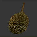 Fresh Ripe Durian Tropical Fruit With Spiky Outer Skin Isolated On Gray Background