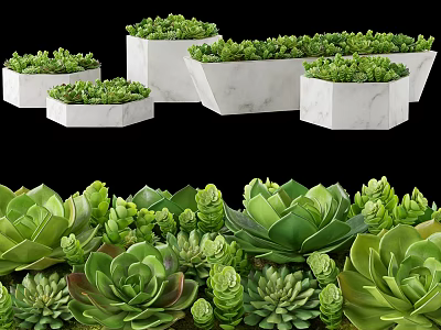 Green Potted Succulent Plants In White Marble Pots With Various Shapes 3d model