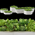 Green Potted Succulent Plants In White Marble Pots With Various Shapes