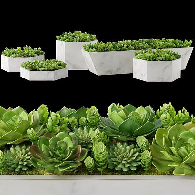 Green Potted Succulent Plants In White Marble Pots With Various Shapes 3d model