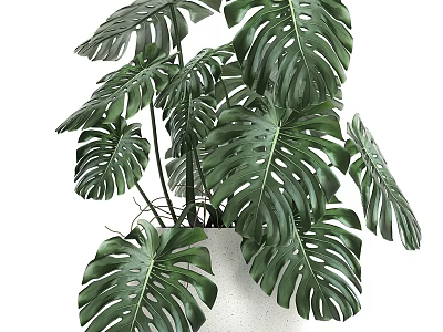 Lush Green Monstera Potted Plant With Large Leaves In White Pot 3d model