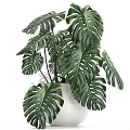 Lush Green Monstera Potted Plant With Large Leaves In White Pot