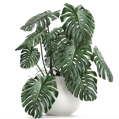 Lush Green Monstera Potted Plant With Large Leaves In White Pot 3d model