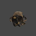 Detailed Animal Skull Fossil With Sharp Teeth And Hollow Eye Sockets