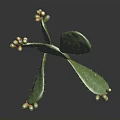 Cactus Plant with Flat Green Pads Small Yellow Red Fruits on Dark Reflective Background
