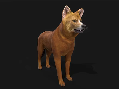 Detailed Realistic Brown Dog 3D Model With Upright Ears Standing Pose 3d model