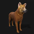 Detailed Realistic Brown Dog 3D Model With Upright Ears Standing Pose