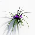 Fresh Vibrant Purple Flowers With Long Green Leaves On White Background